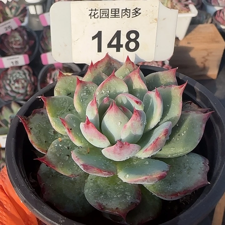 148 惊鸿仙子多肉植物6-9cm