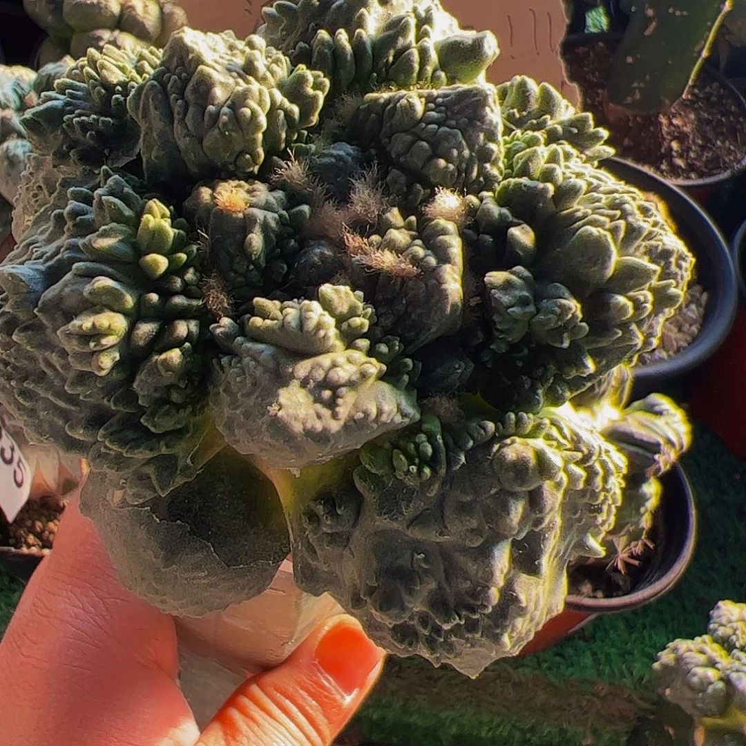 无花朵福利精品哥怒牡丹466