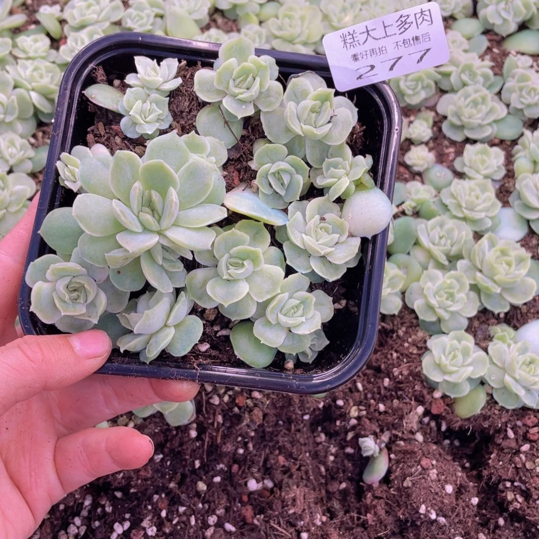 糕大上多肉植物277