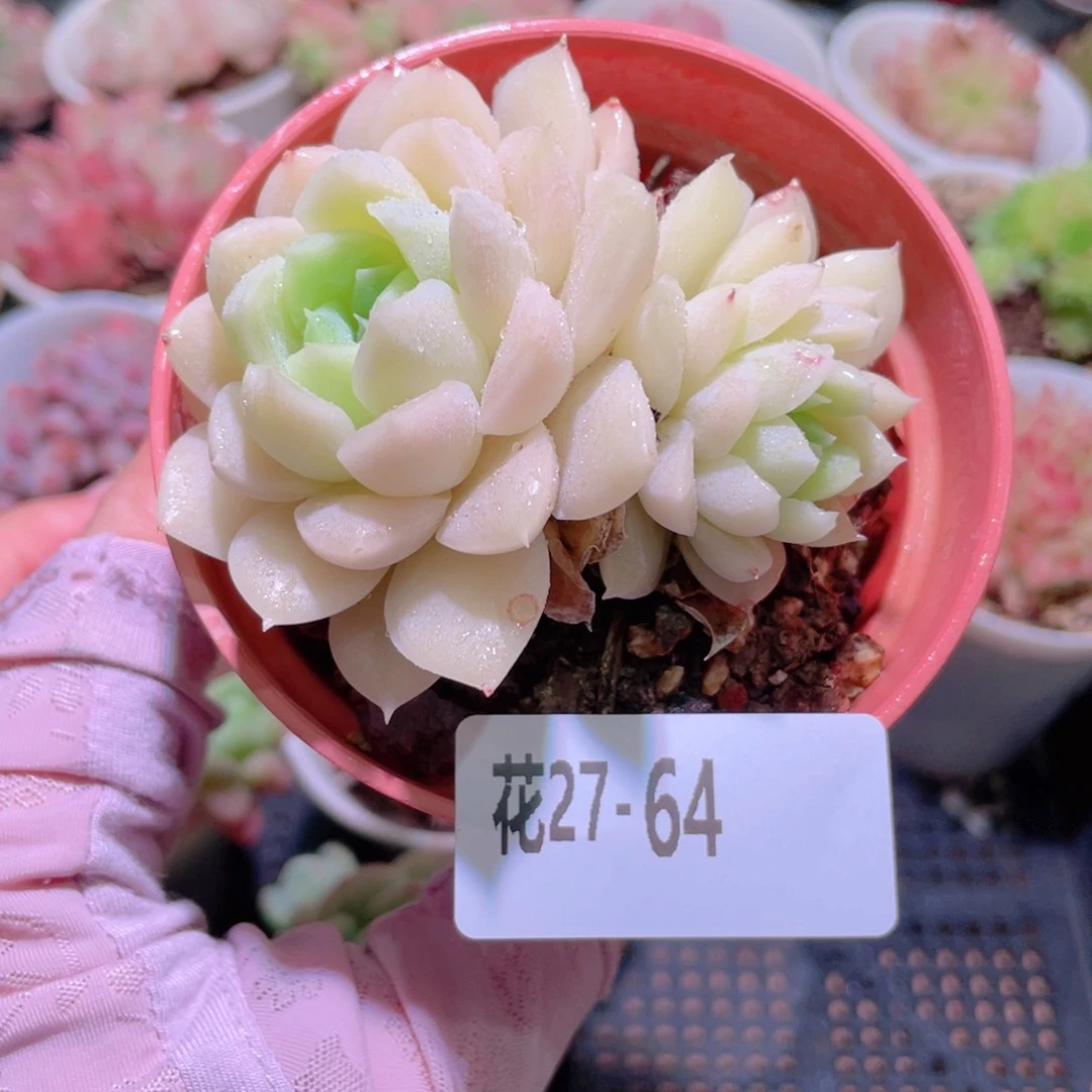 花利美27-64白冰雪女王