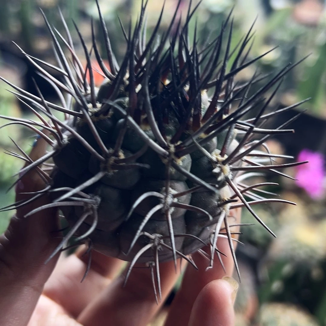 火焰摩天龙仙人球11111111