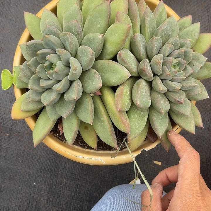響***晨语多肉，一物一拍