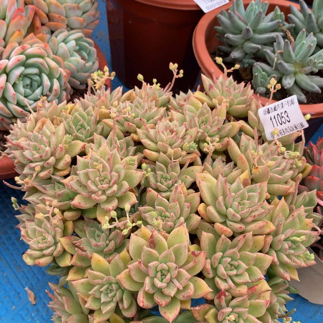 暴****美璀璨11053多肉