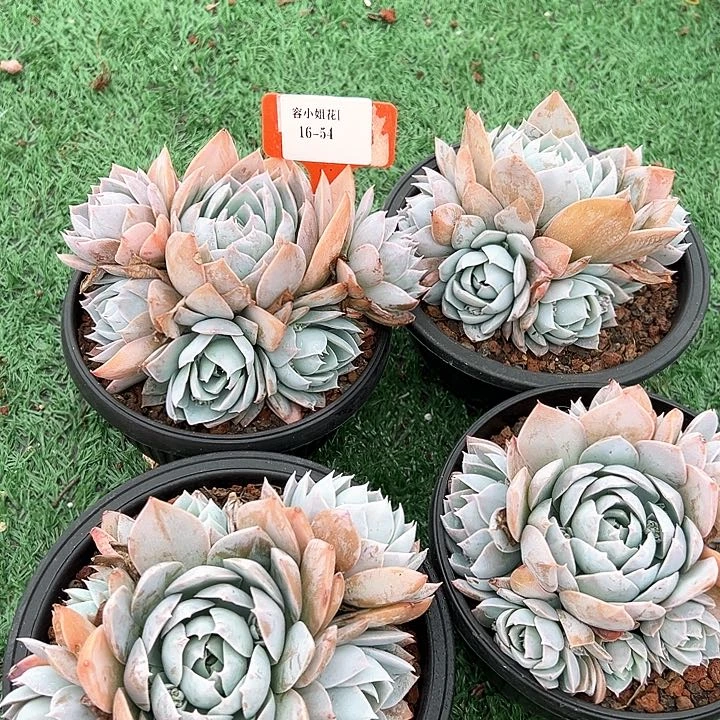 16.54木兮甜心带盆一个