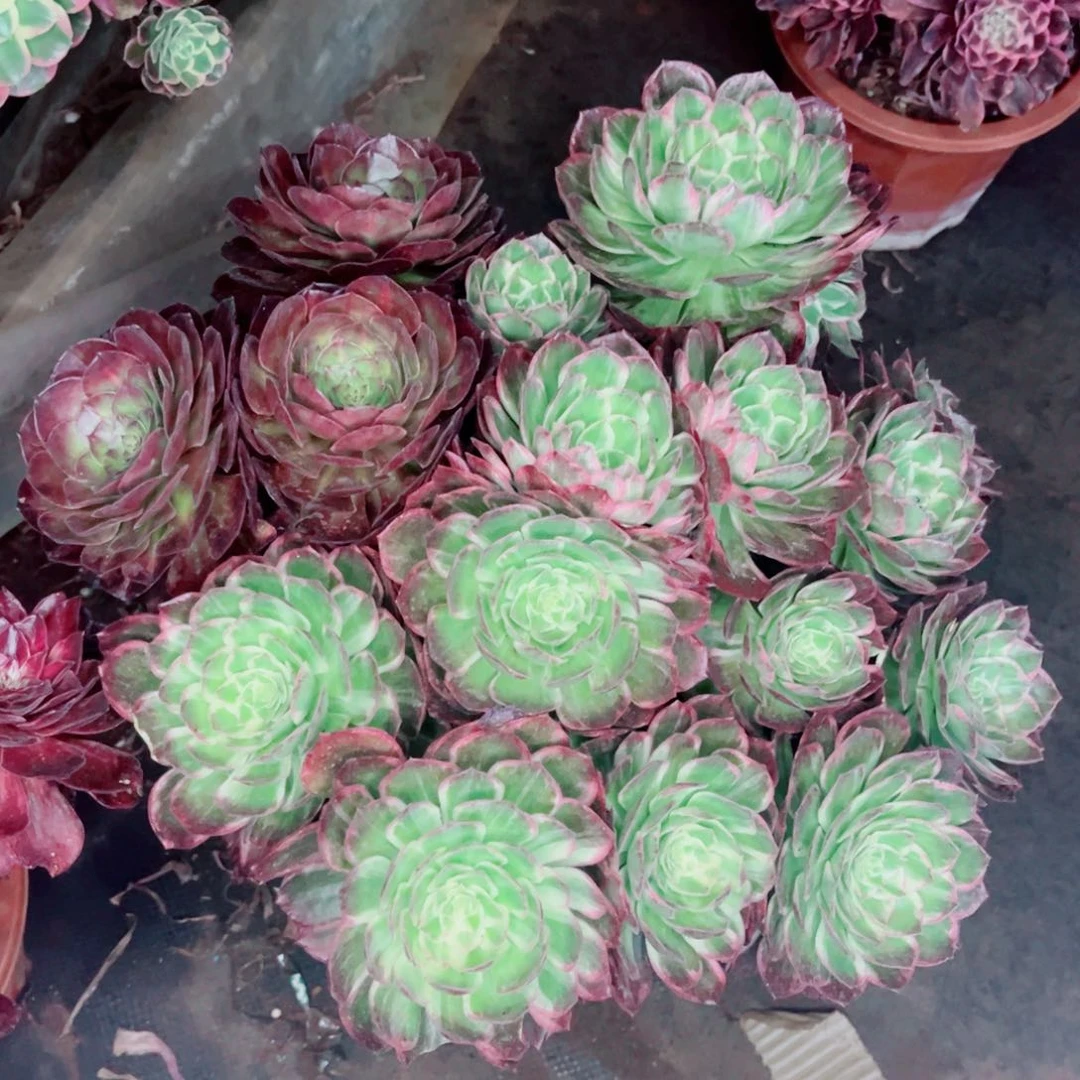 荧光锦阴阳多肉发货