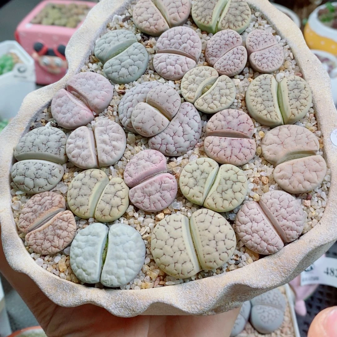 生石花花花花花花花花491