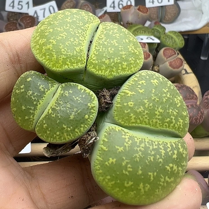 472整点福利111111111