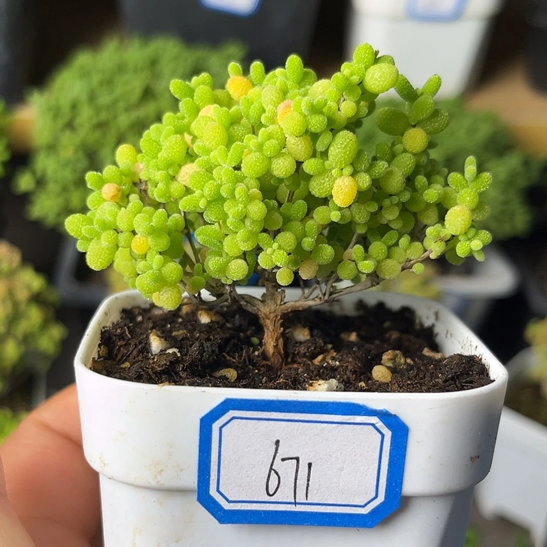 671蜜桔。