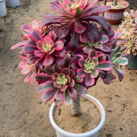 553嫁接美杜莎13456778