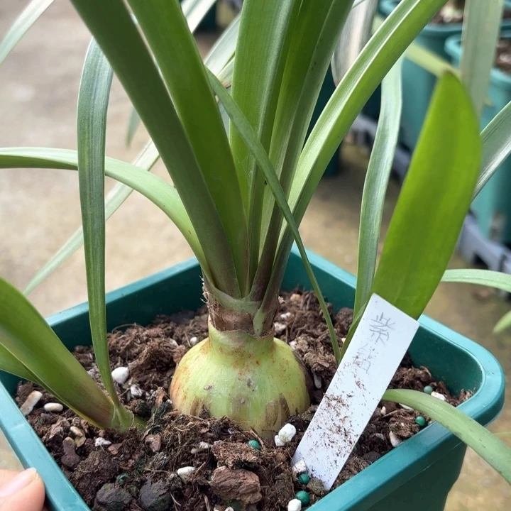 无花朵紫钻5厘米不带盆