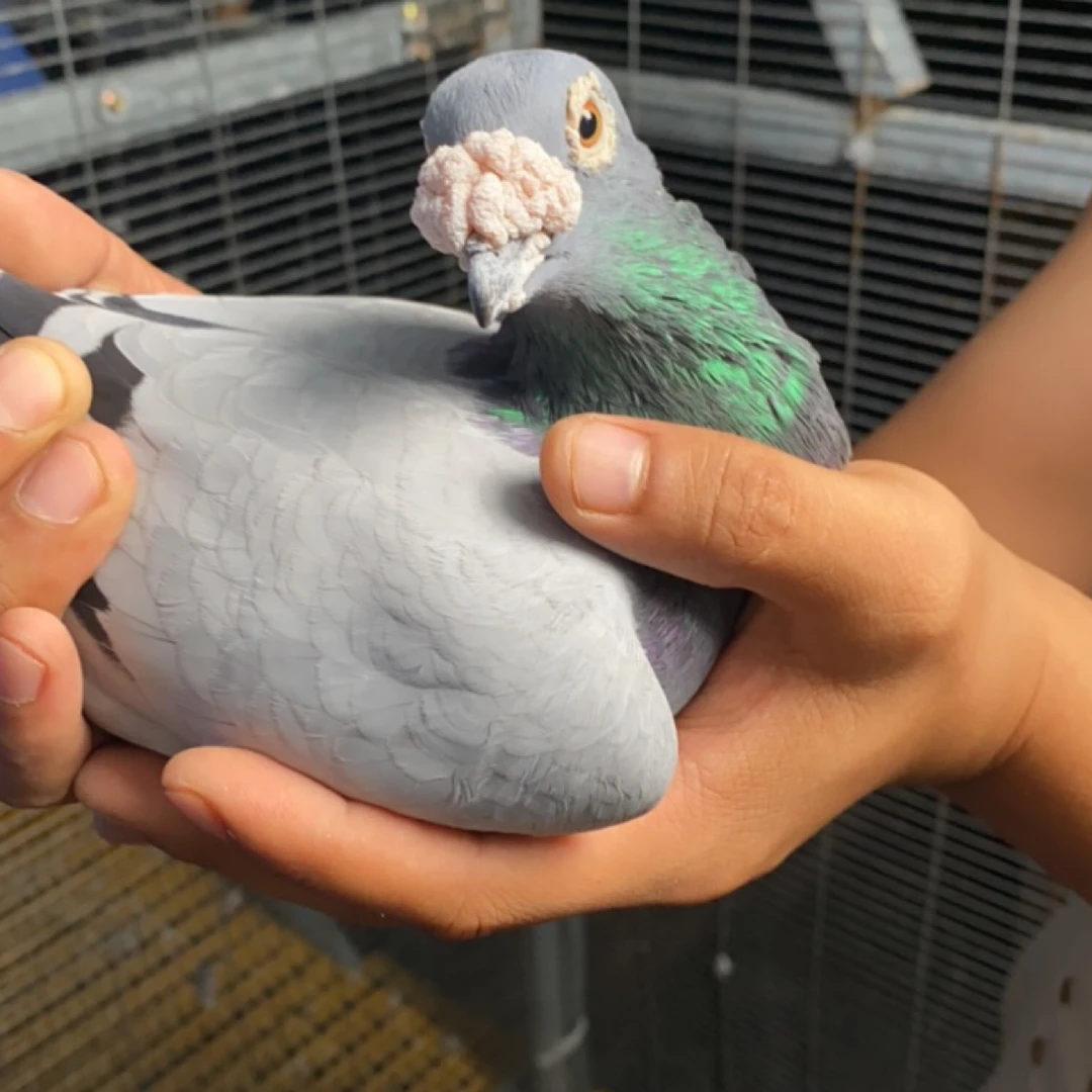 瓦灰大鼻花胡本种鸽