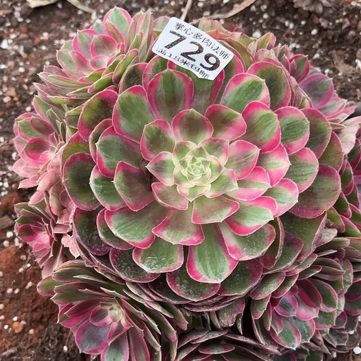 729孔雀翎捧花掌心多肉法师锦