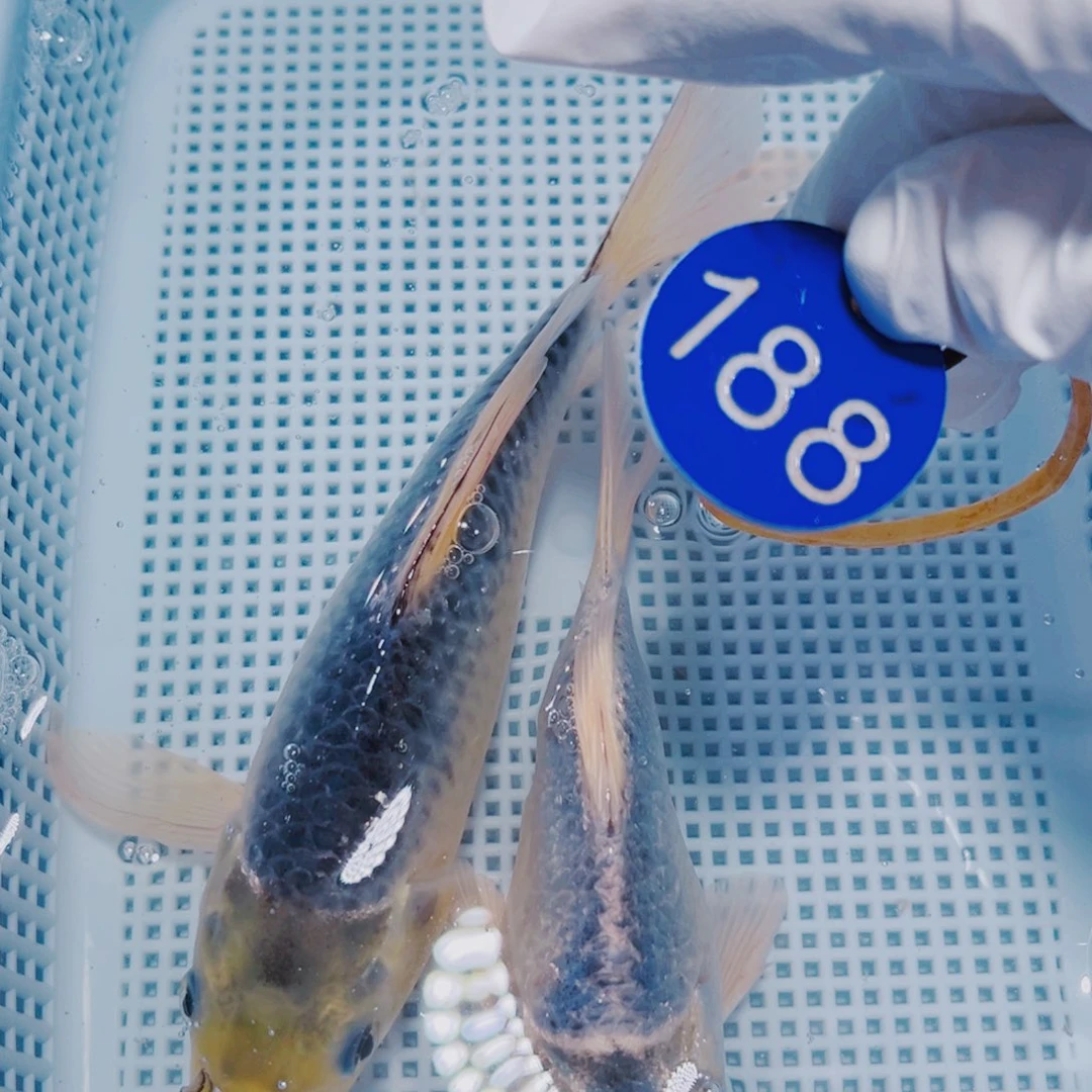 锦鲤锦鲤观赏冷水188