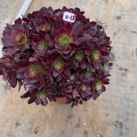 12-38阿娜多肉植物