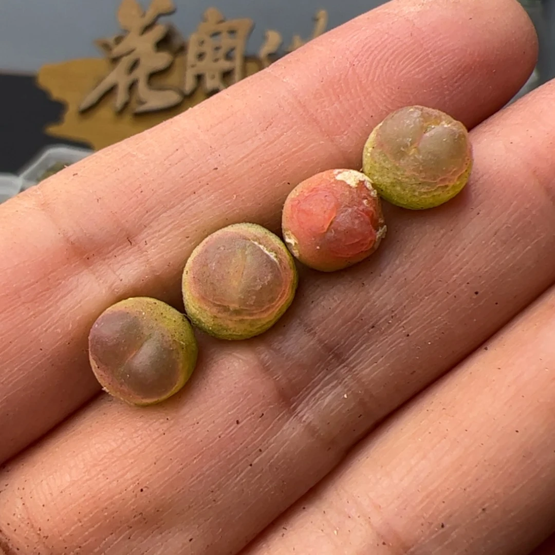 【闪购商品】00000008