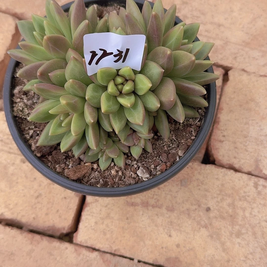 随***飞2231迷雾泡泡多肉植物