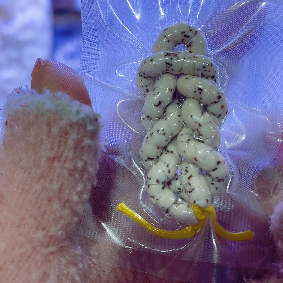 精品小肠全品65精品