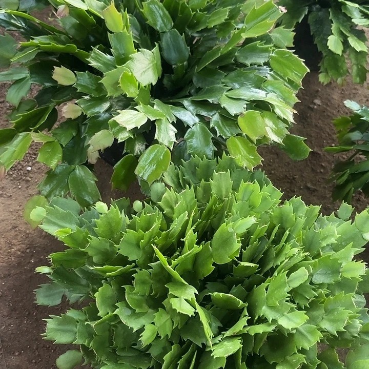过***客当前无花栽培后可以开花