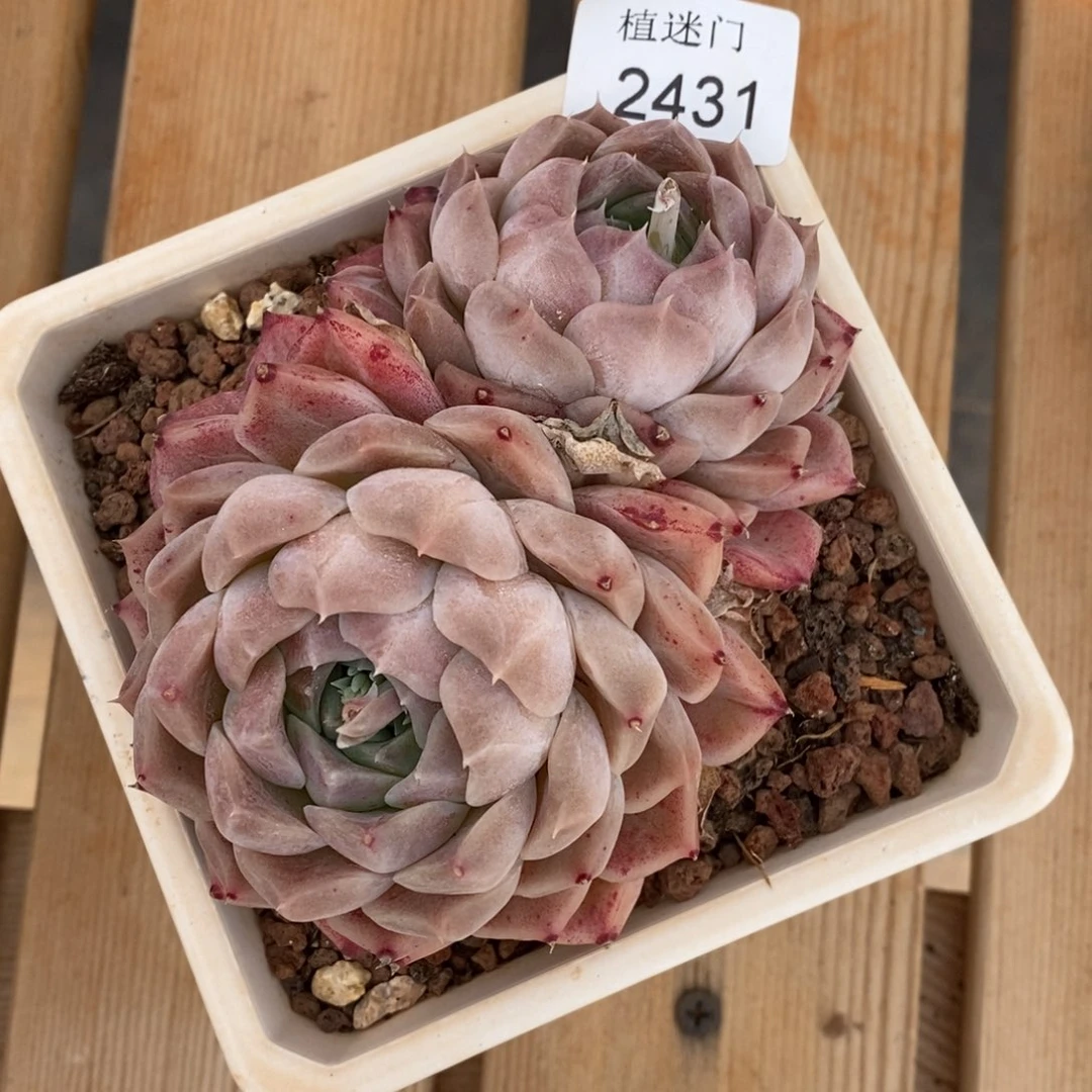 不****调杂交精品多肉2431