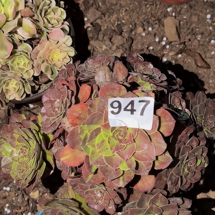 947花月夜多肉植物