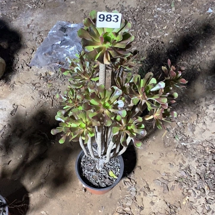 半**过法师植物一物一拍983