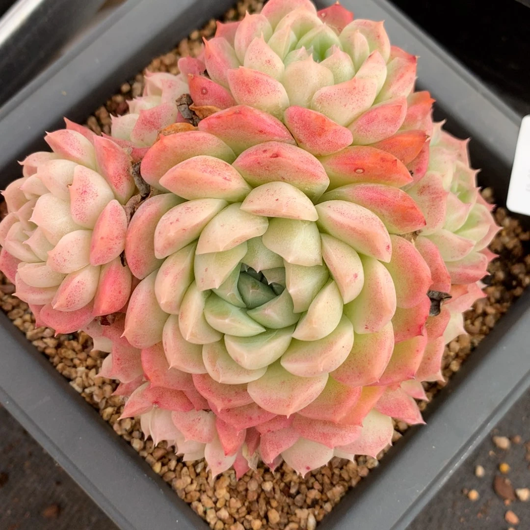 4994杂交多肉植物