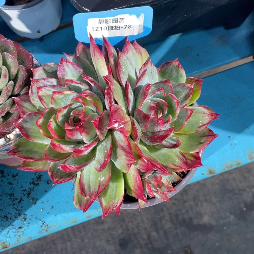 1210-78-拉丝锦惊鸿仙子一刻