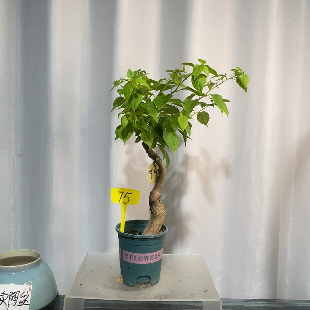 当前无花栽培后可以开花75章红樱桩，粗4.3公分