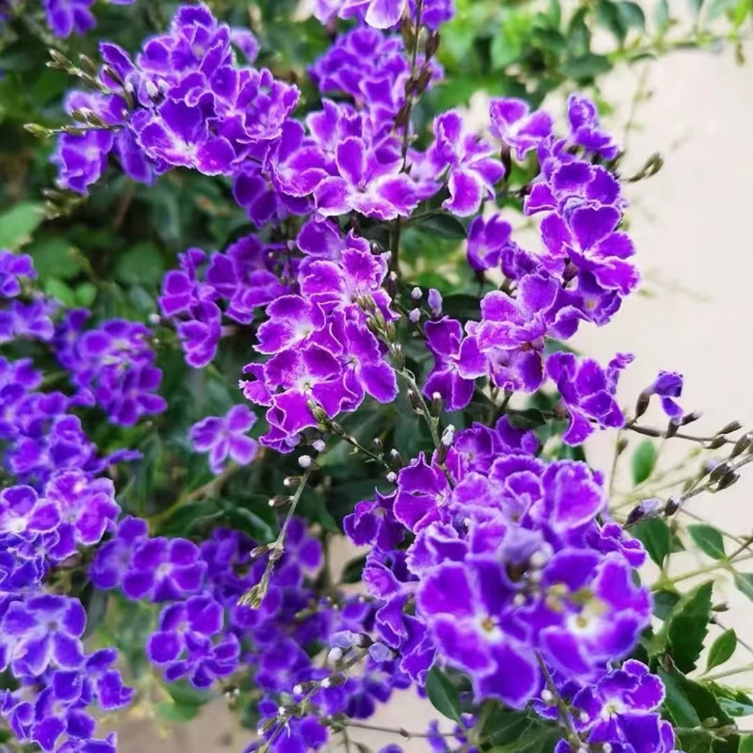 【巧克力香】蕾丝金露多年生四季开花常绿庭院阳台室内室外好养
