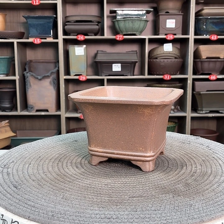 紫砂花盆紫砂的花开了