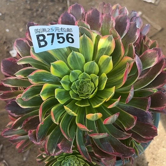 隔*区多肉植物一个