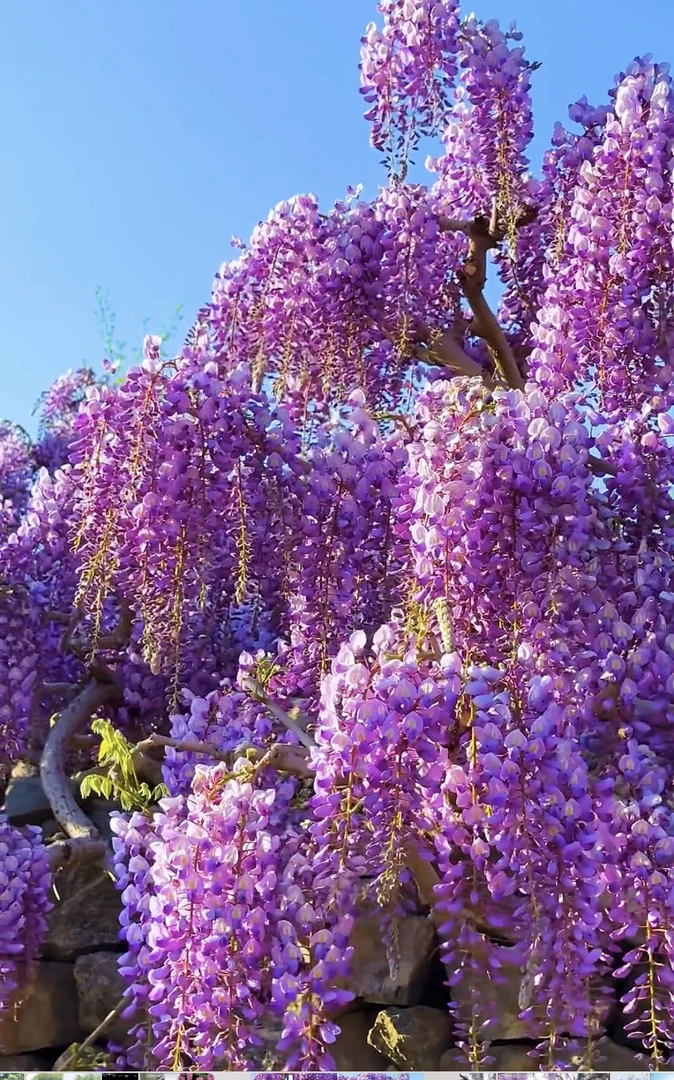 紫藤树苗植物庭院围墙四季易活长穗多耐寒盆栽凌霄松针土