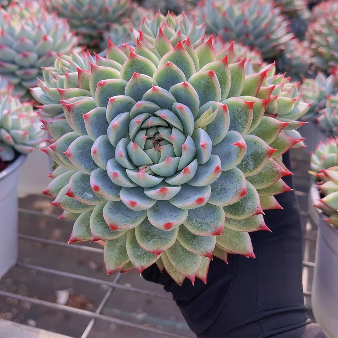 桃夭1号14公分9999999999