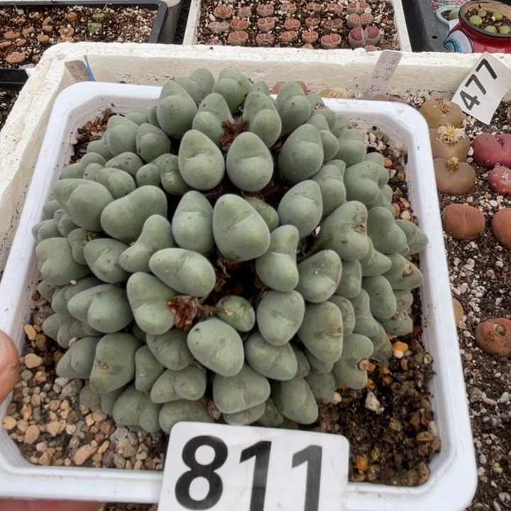 糖***唐完全开放811大群口迪带盆