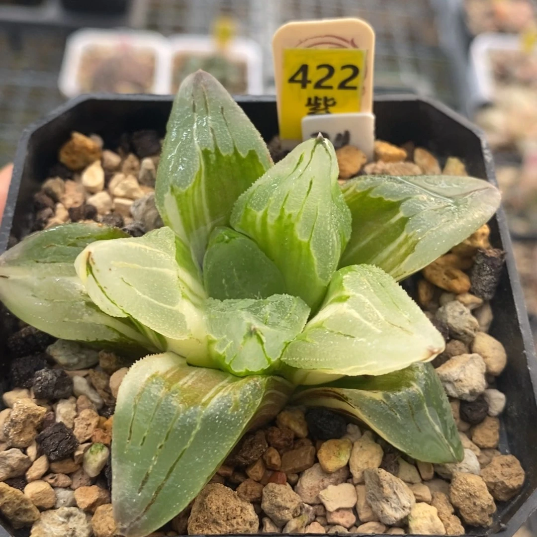 不开花植物422巨大冰城