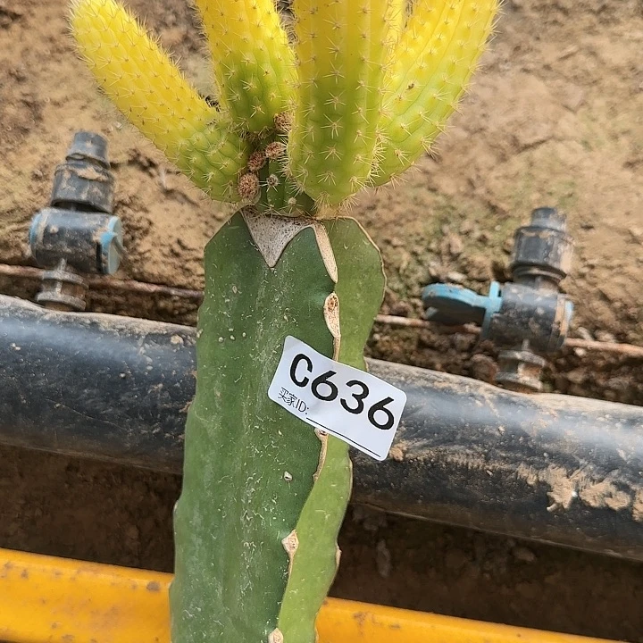 韩*嫁接彩舞柱锦636