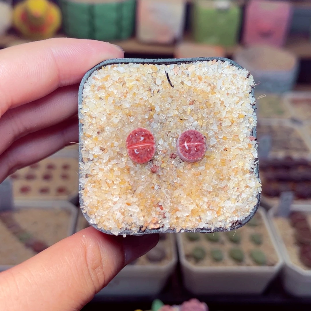 12号带盆包邮发货