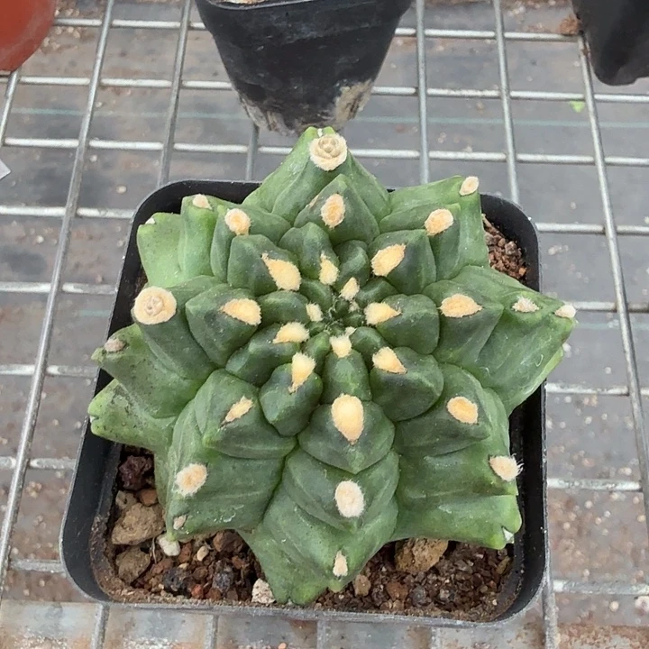 大绿宝石单头7仙人球