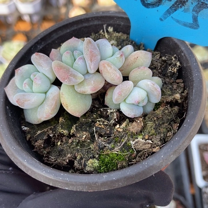 015石化星影多肉植物