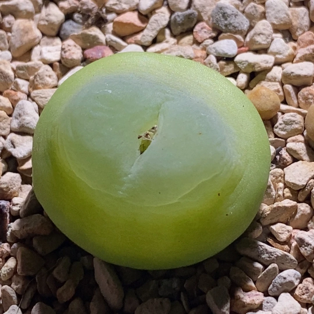 可爱登登子可爱登登子