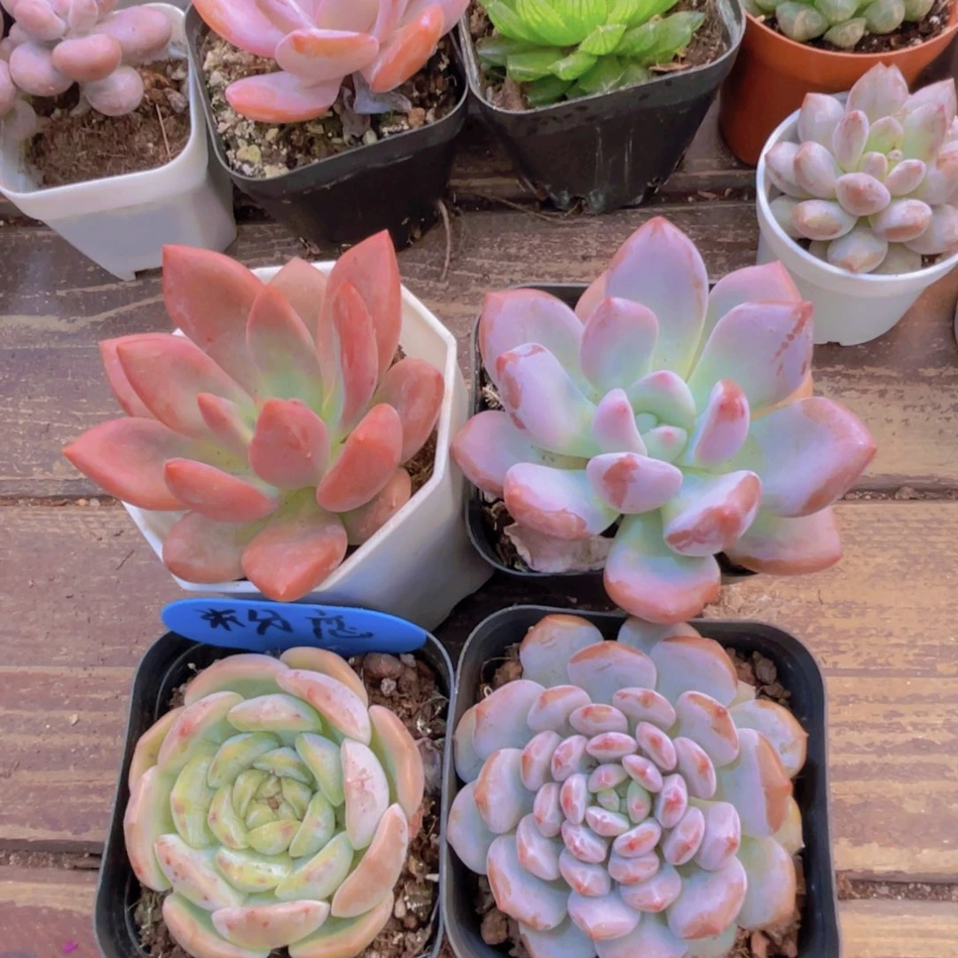 桃花源 奥普 星星橙 粉恋