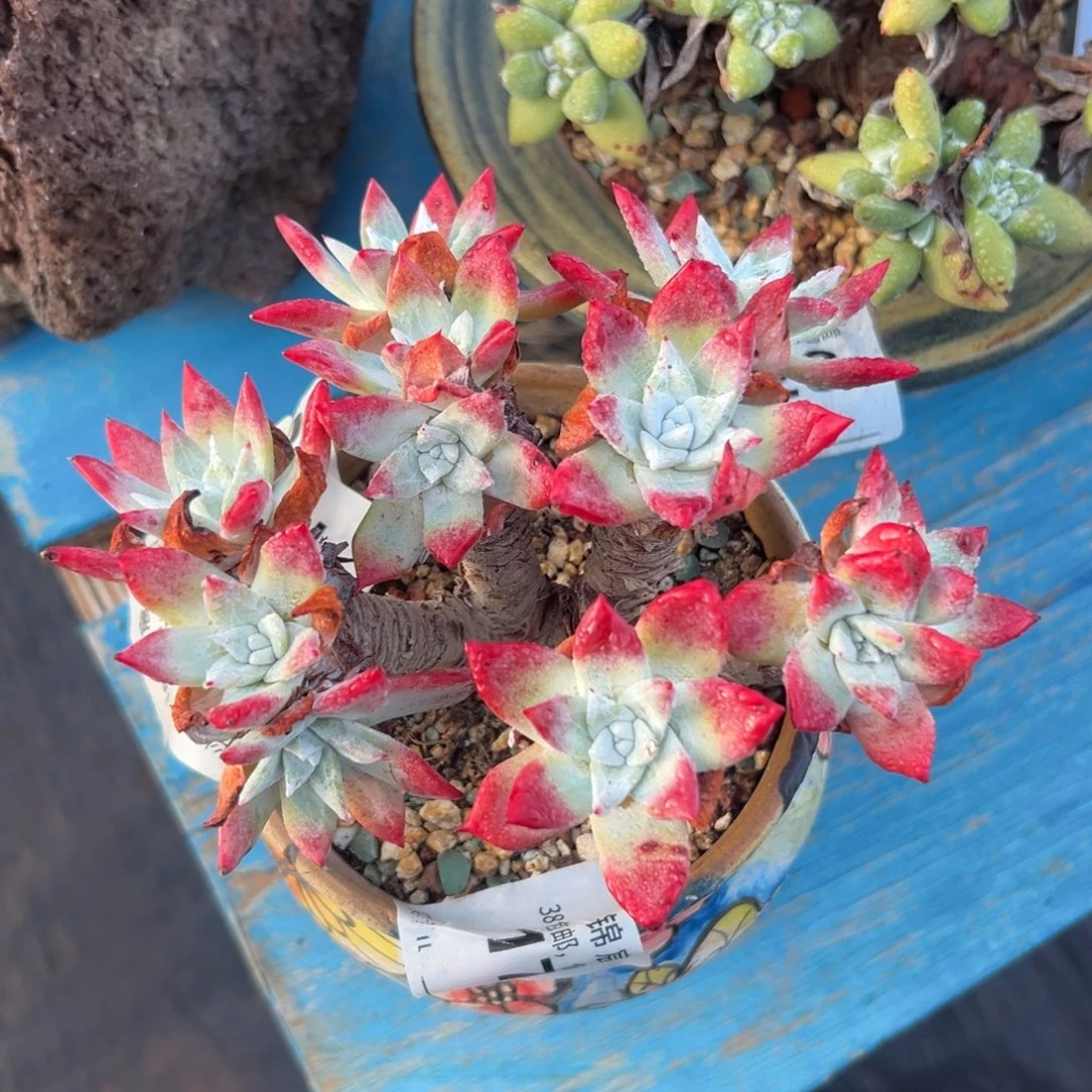 流丹白豪～一物一拍，2575