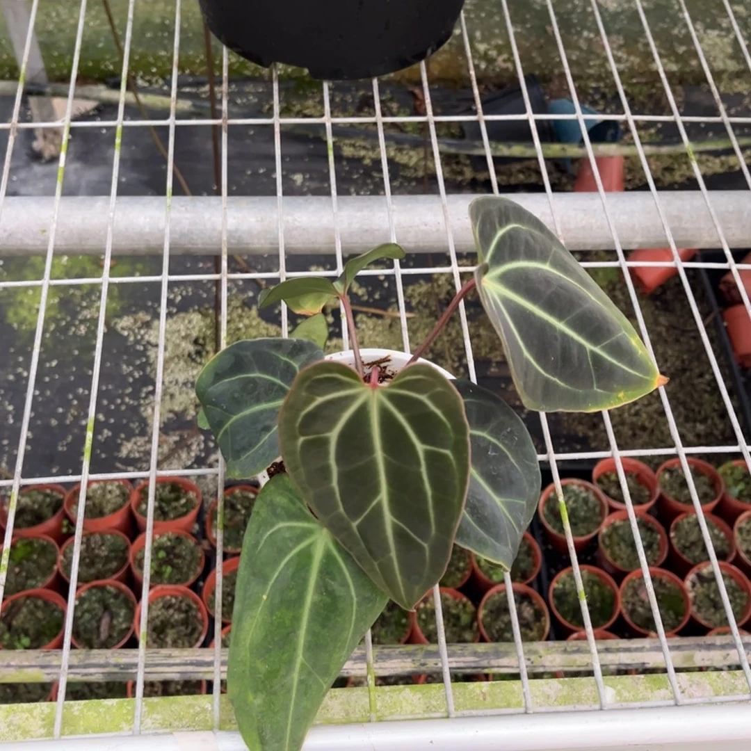 无花朵0098贝斯活动款无售后