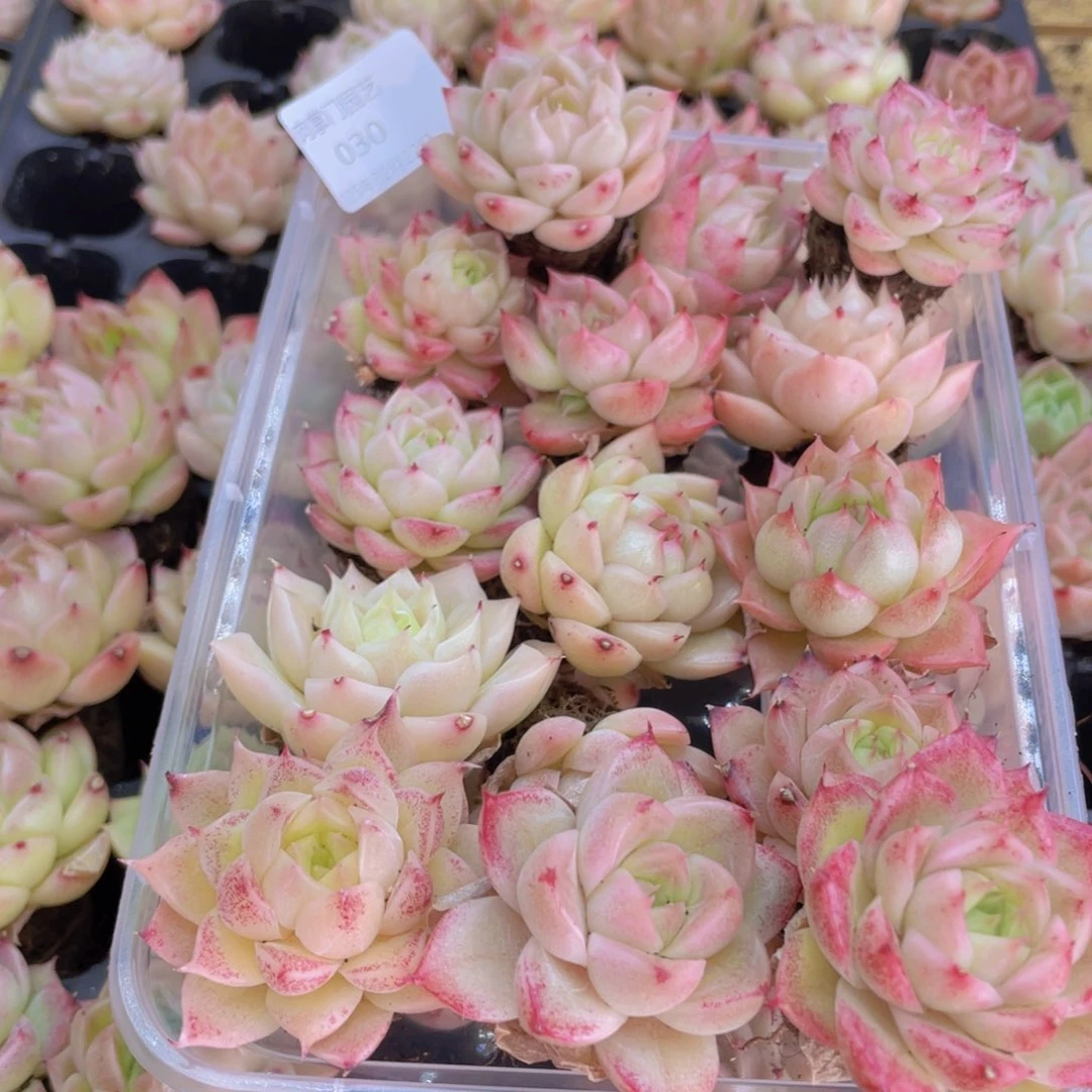 开心快乐成长030