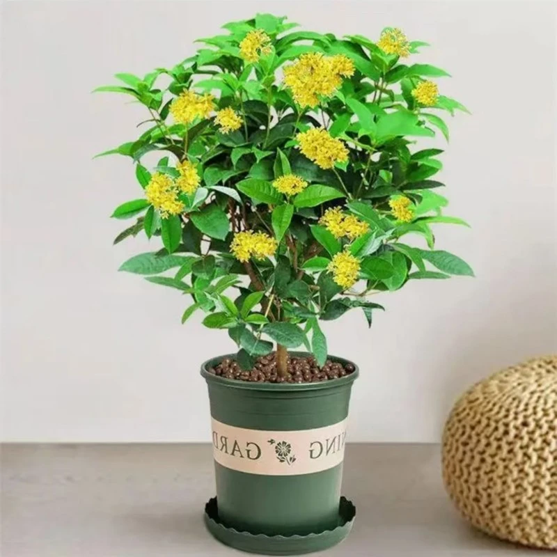 正宗桂花树苗盆栽植物四季开花室内阳台庭院好养活浓香型花卉绿植