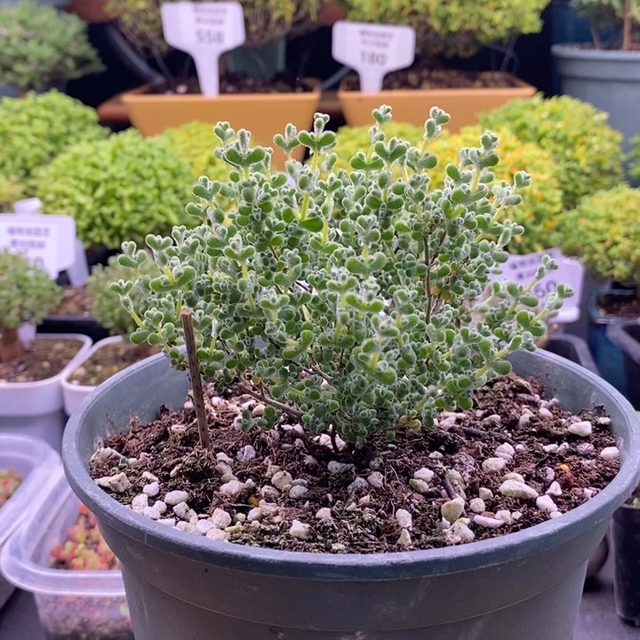 闹***闹无花朵330超级莱斯