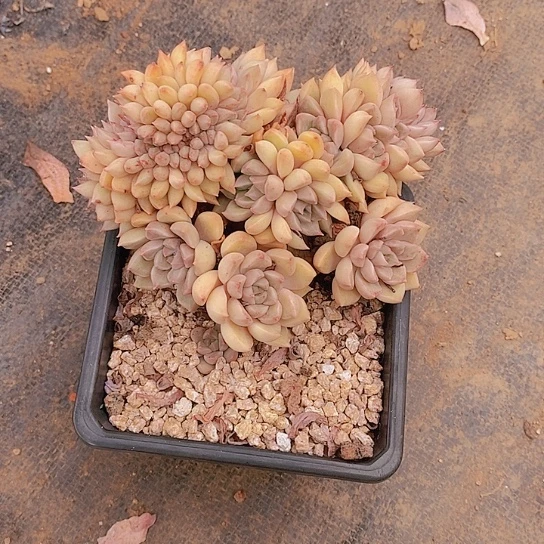 素***素油漆桶缀化多肉植物