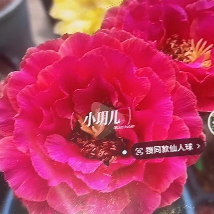 清清玫瑰根瑕疵中