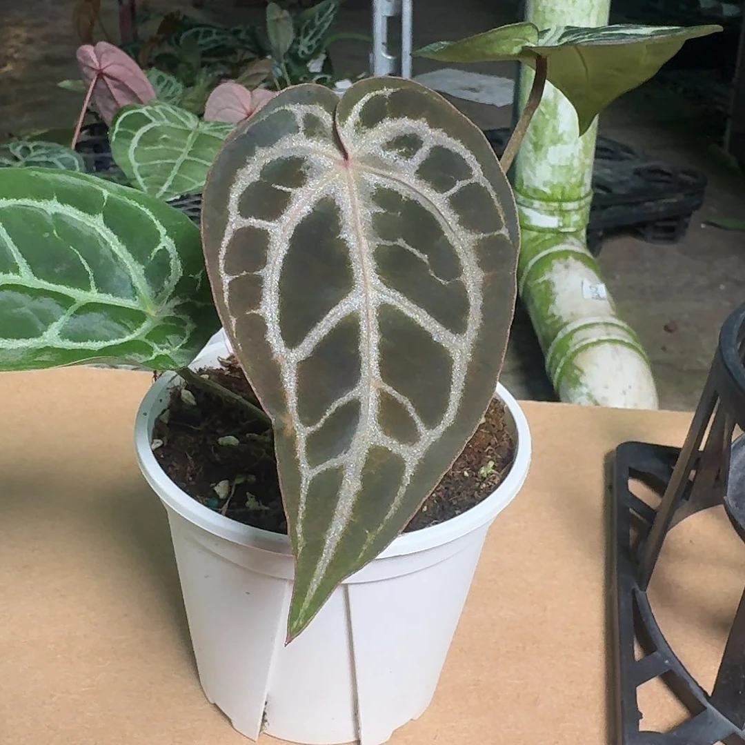 完全开放Y180skg银杂红