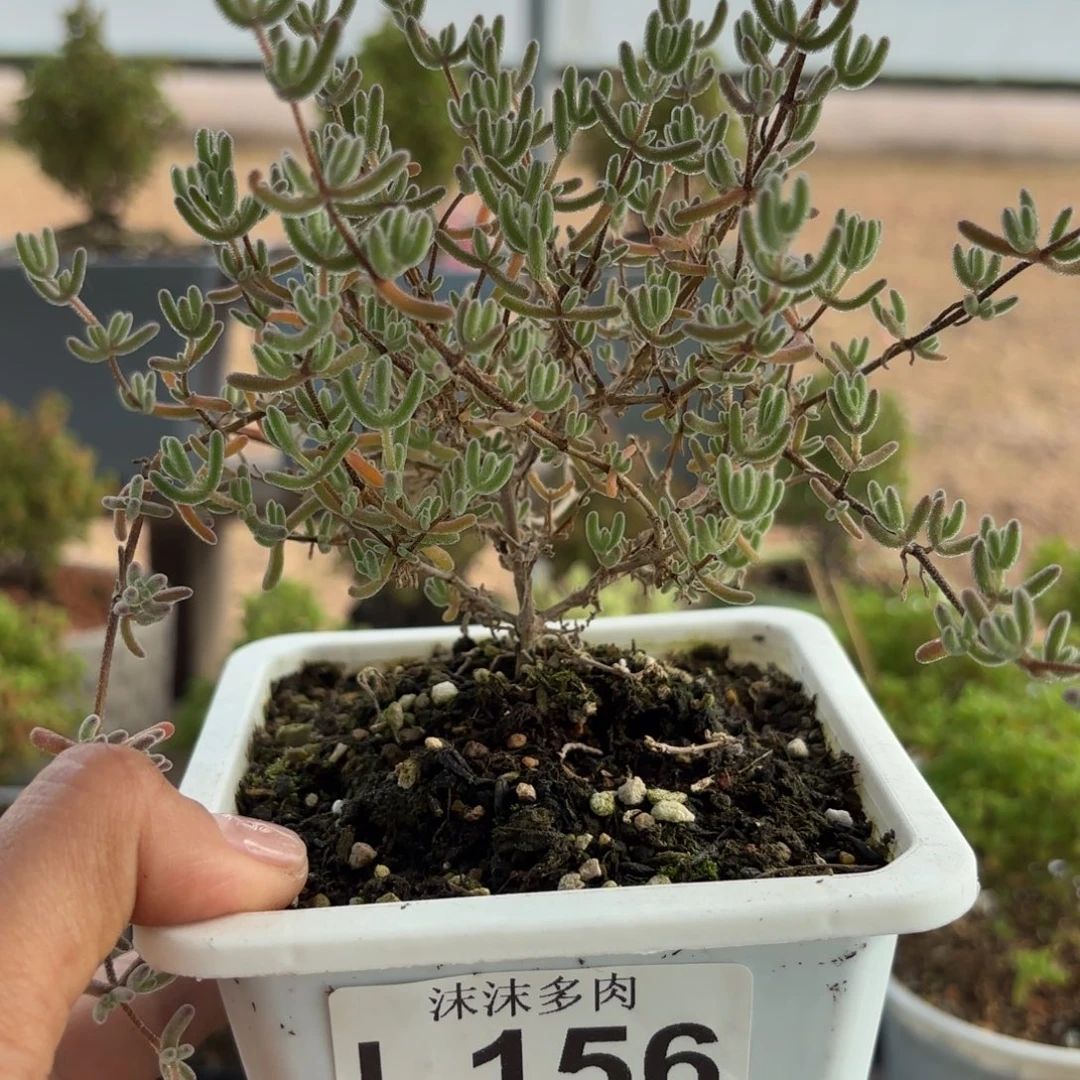 156冰紫枝干番杏福利